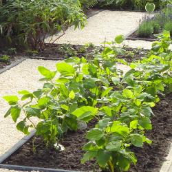 Wie wil er niet genieten van de tuin?